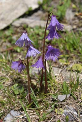Soldanella
