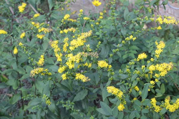 Solidago drummondii