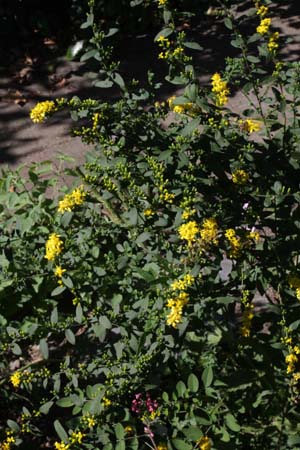 Solidago drummondii