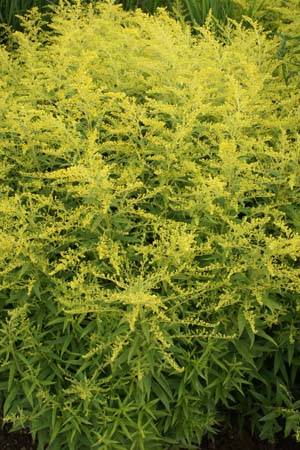 Solidago 'Golden Mosa'