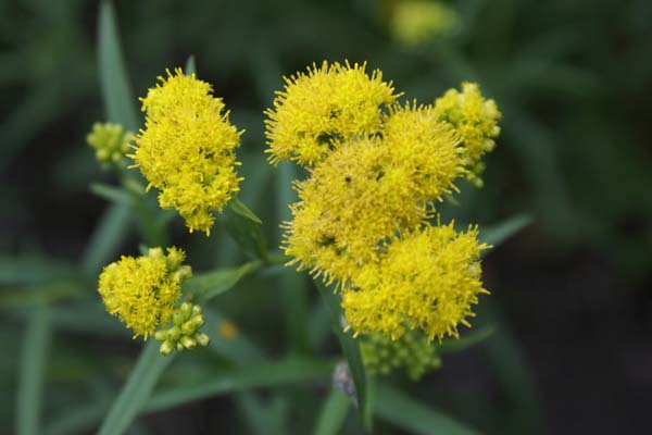 Solidago graminifolia ( syn. Euthamia gr.)