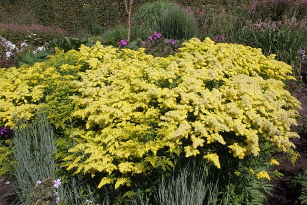 Solidago 'Loysder Crown'