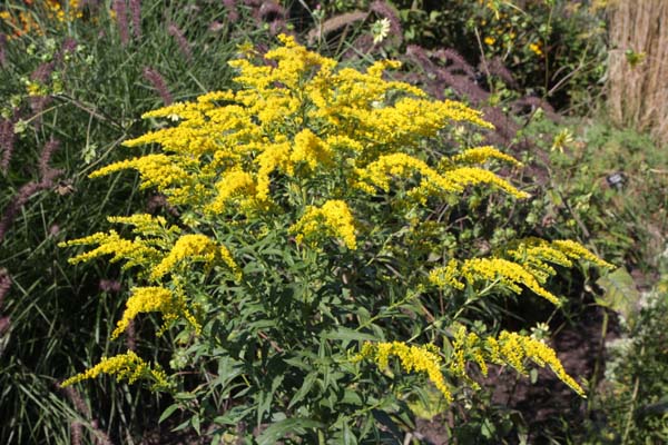 Solidago odora