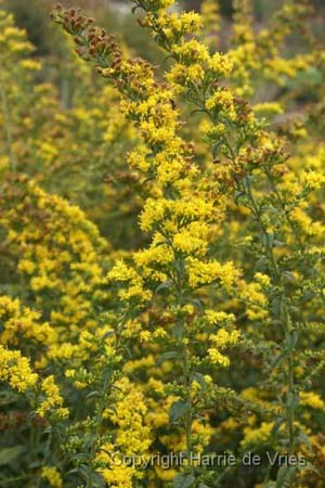 Solidago rugosa