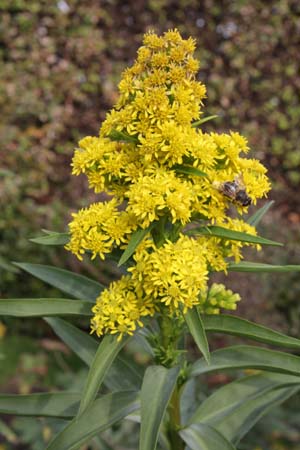 Solidago sempervirens