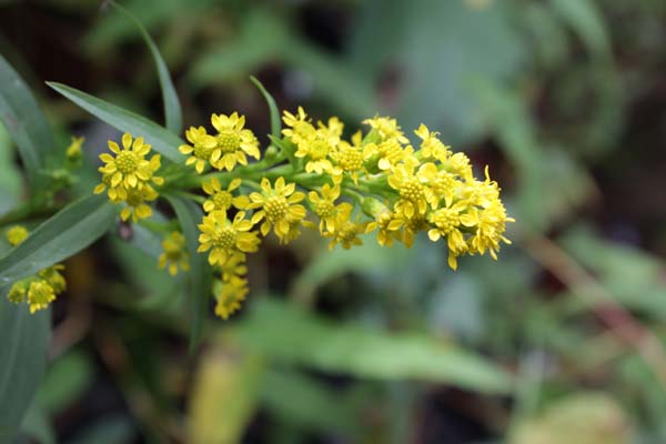 Solidago sempervirens 'Goldene Wellen'