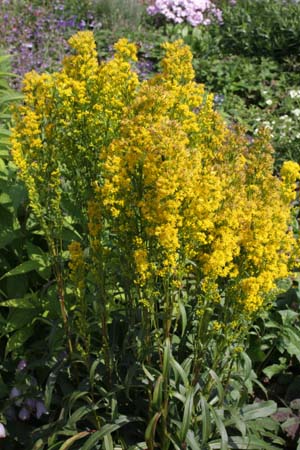 Solidago uliginosa var. linoides