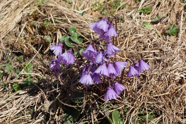 Soldanella