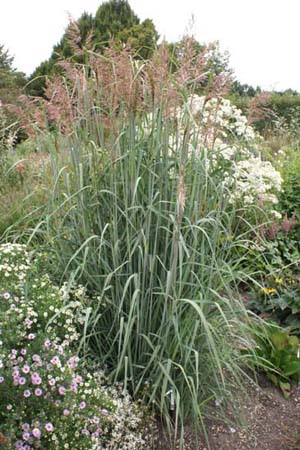 Sorghastrum nutans 'Sioux Blue'