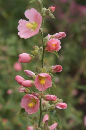 Sphaeralcea 'Charmeuse' (vegetatief)