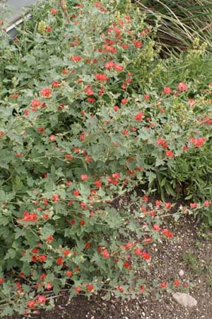 Sphaeralcea 'Newleaze Coral'