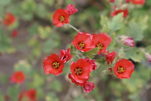 Sphaeralcea 'Newleaze Coral'