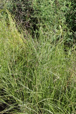 SPOROBOLUS heterolepis 'Cloud'