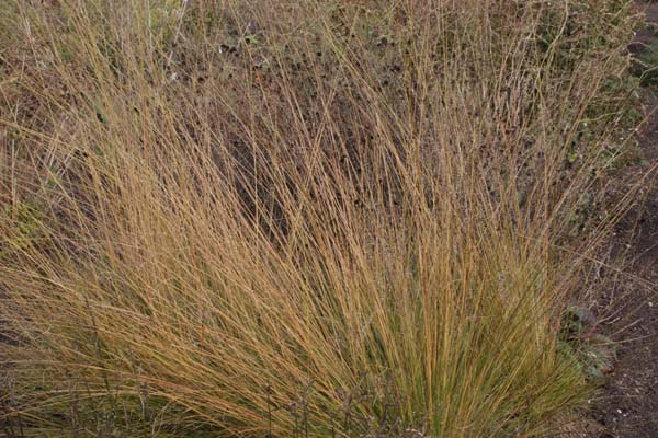 SPOROBOLUS heterolepis ex 'Weinheim'