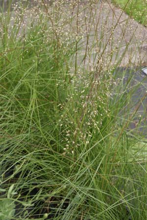 Sporobolus heterolepis 'Wisconsin Strain'