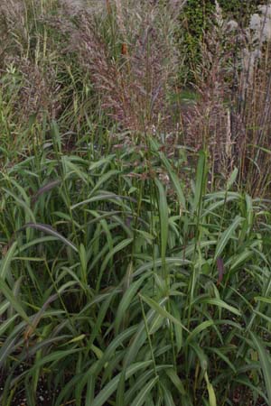 SPODIOPOGON sibiricus 'Westlake'