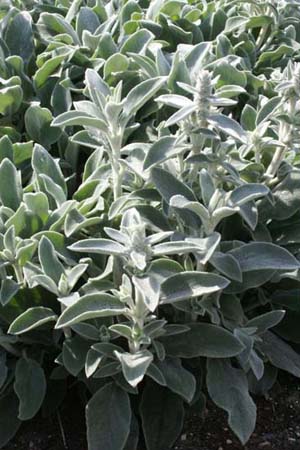 Stachys byzantina 'Silver Carpet'