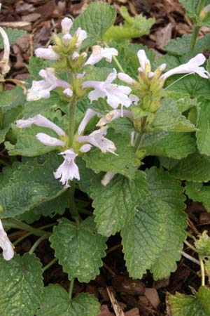 Stachys macrantha 'Morning Blush'