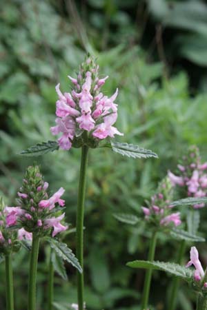STACHYS 'Summer Crush'