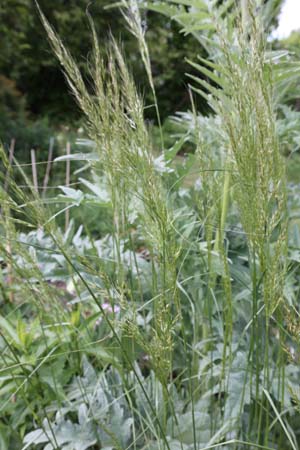 Stipa comata (syn. Hesperostipa c.)