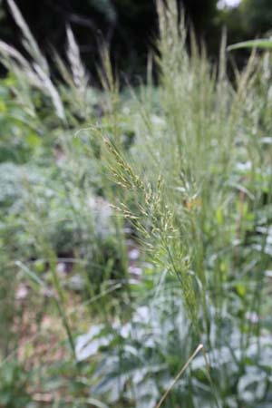 Stipa comata (syn. Hesperostipa c.)