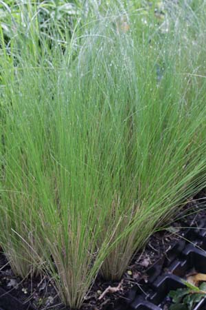 Stipa elegantissima