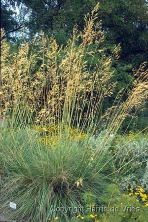 Stipa