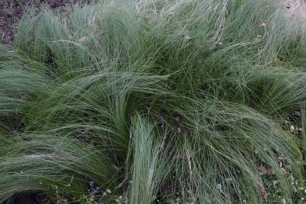 STIPA lessingiana