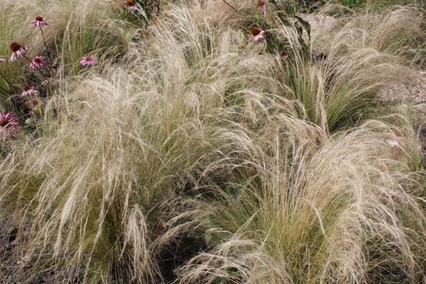 Stipa tenuissima