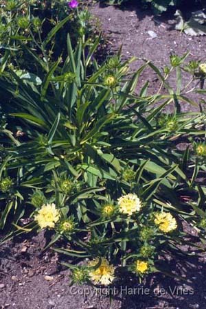 Stokesia laevis 'Mary Gregory'
