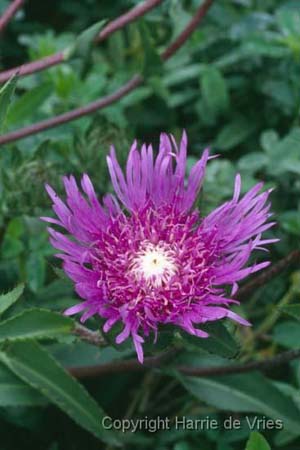 Stokesia