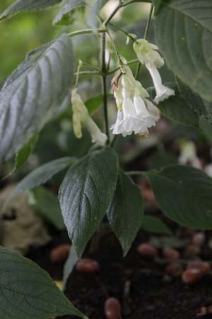 Strobilanthes nutans