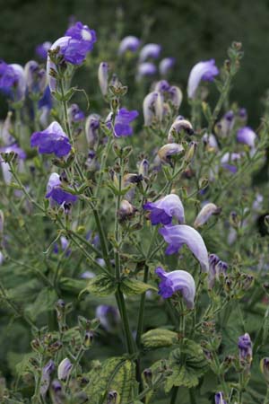 STROBILANTHES wallichii (urticifolius)