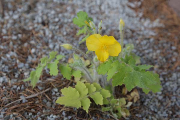 STYLOPHORUM sutchuenense
