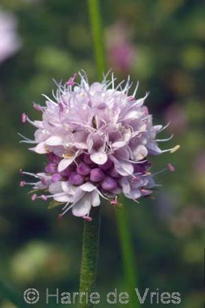 Succisella