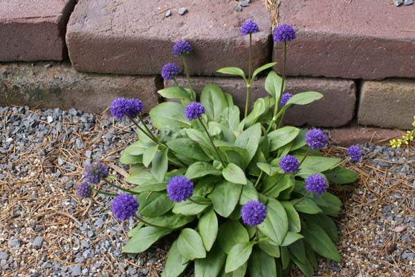 Succisa pratensis 'Nana'
