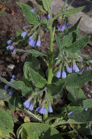 Symphytum azureum