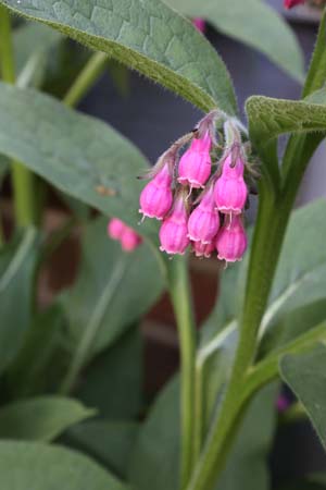 Symphytum 'Romanian Red'