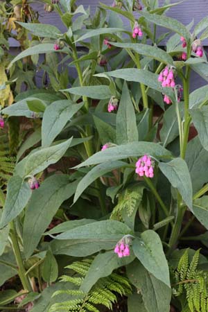 Symphytum 'Romanian Red'