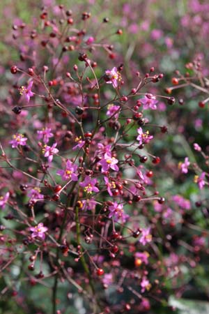 Talinum paniculatum