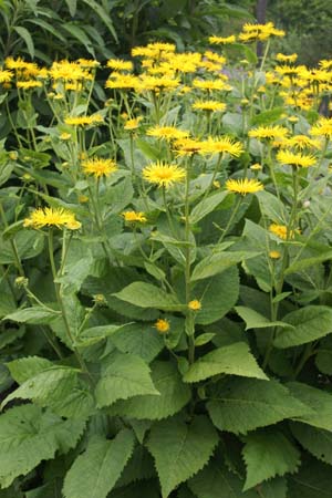 Telekia speciosa