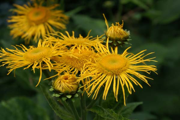 Telekia speciosa