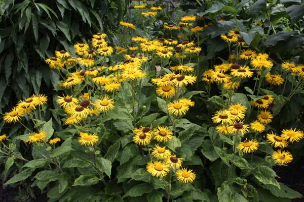 Telekia speciosa