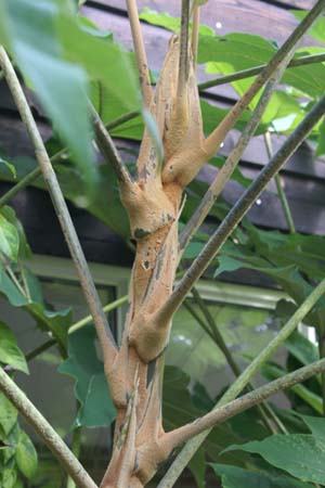Tetrapanax papyrifer 'Rex'