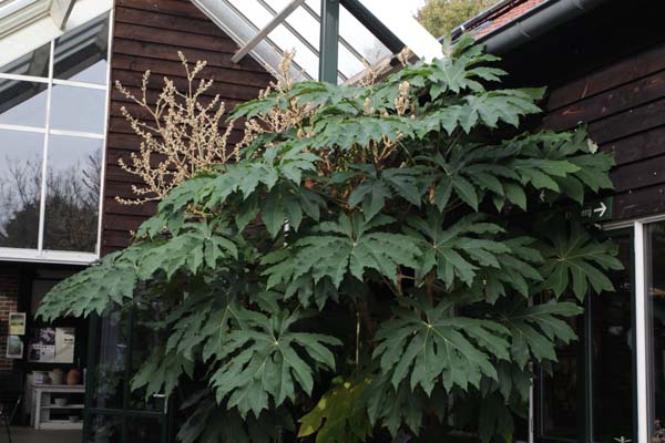 Tetrapanax papyrifer 'Rex'