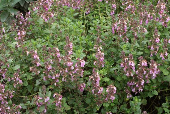 Teucrium x lucidrys 'Pain de Sucre'