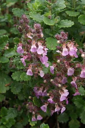 Teucrium x lucidrys 'Pain de Sucre'