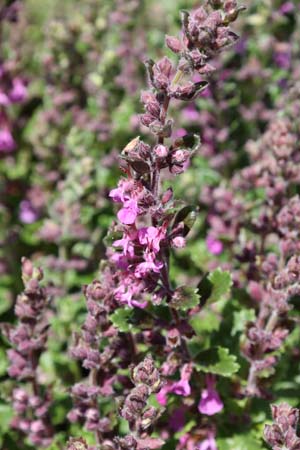 Teucrium x lucidrys 'Wageningen'