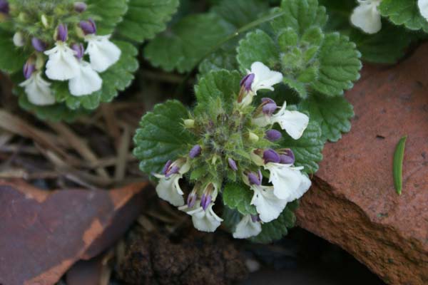Teucrium pyrenaicum