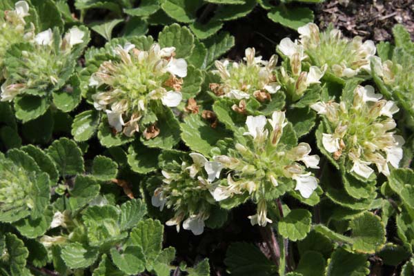 Teucrium pyrenaicum